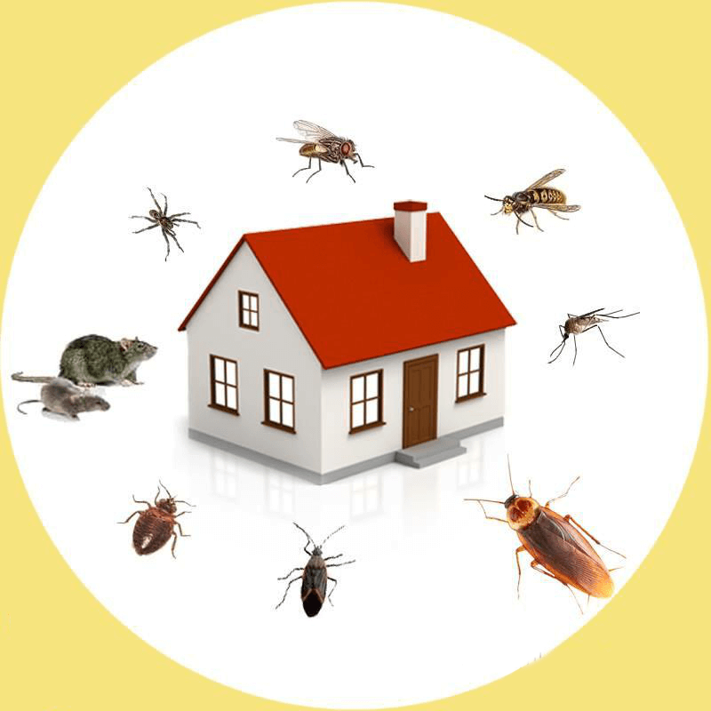 pestcontrolrandwick