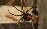 Panther Spider Control Brisbane