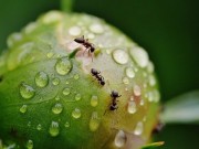 Panther Ants Control Brisbane